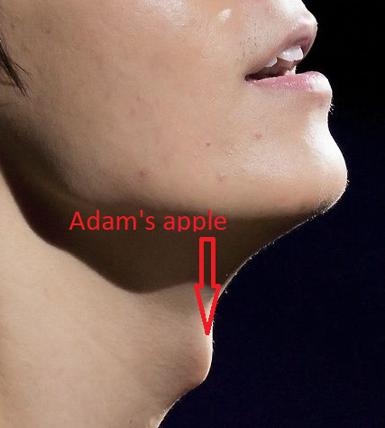 adam's apple